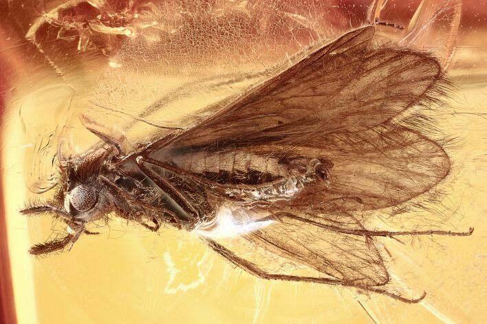 Detailed Fossil Caddisfly (Trichoptera) In Baltic Amber #381213